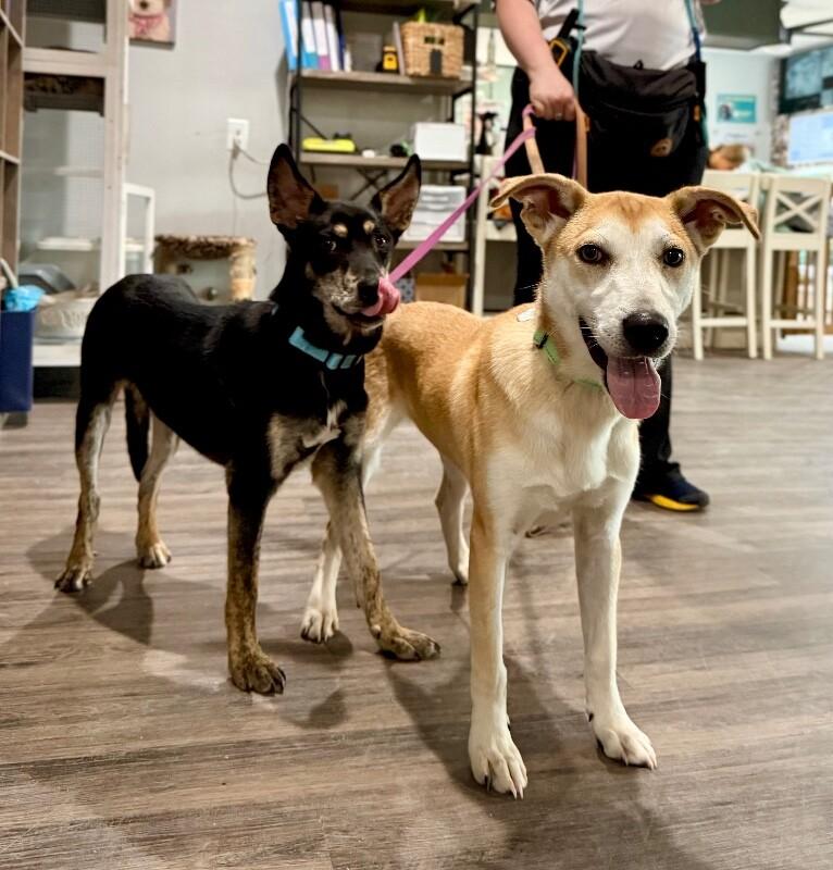 Joey Golden Sweeter Than Apple Pie