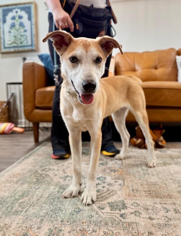 Joey Golden Sweeter Than Apple Pie — thumbnail 2