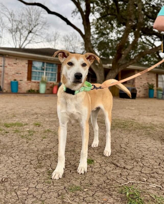 Joey Golden Sweeter Than Apple Pie — thumbnail 5