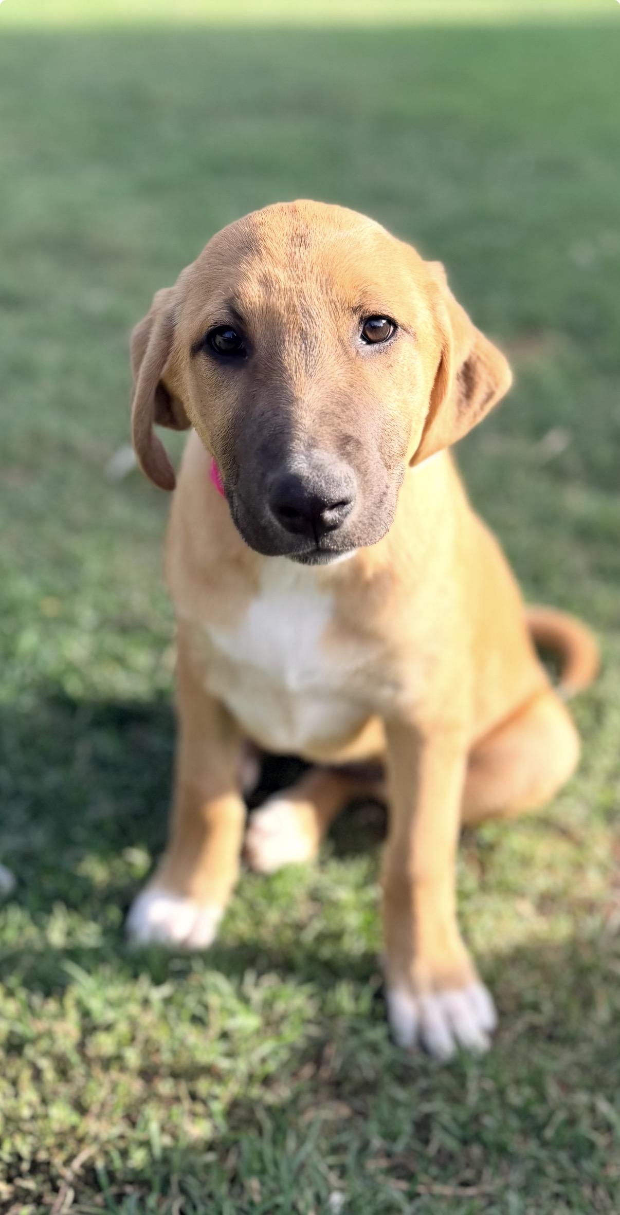 Enlarge Eliza, a ADOPTABLE mixed breed in Gilbert, AZ image 2/3