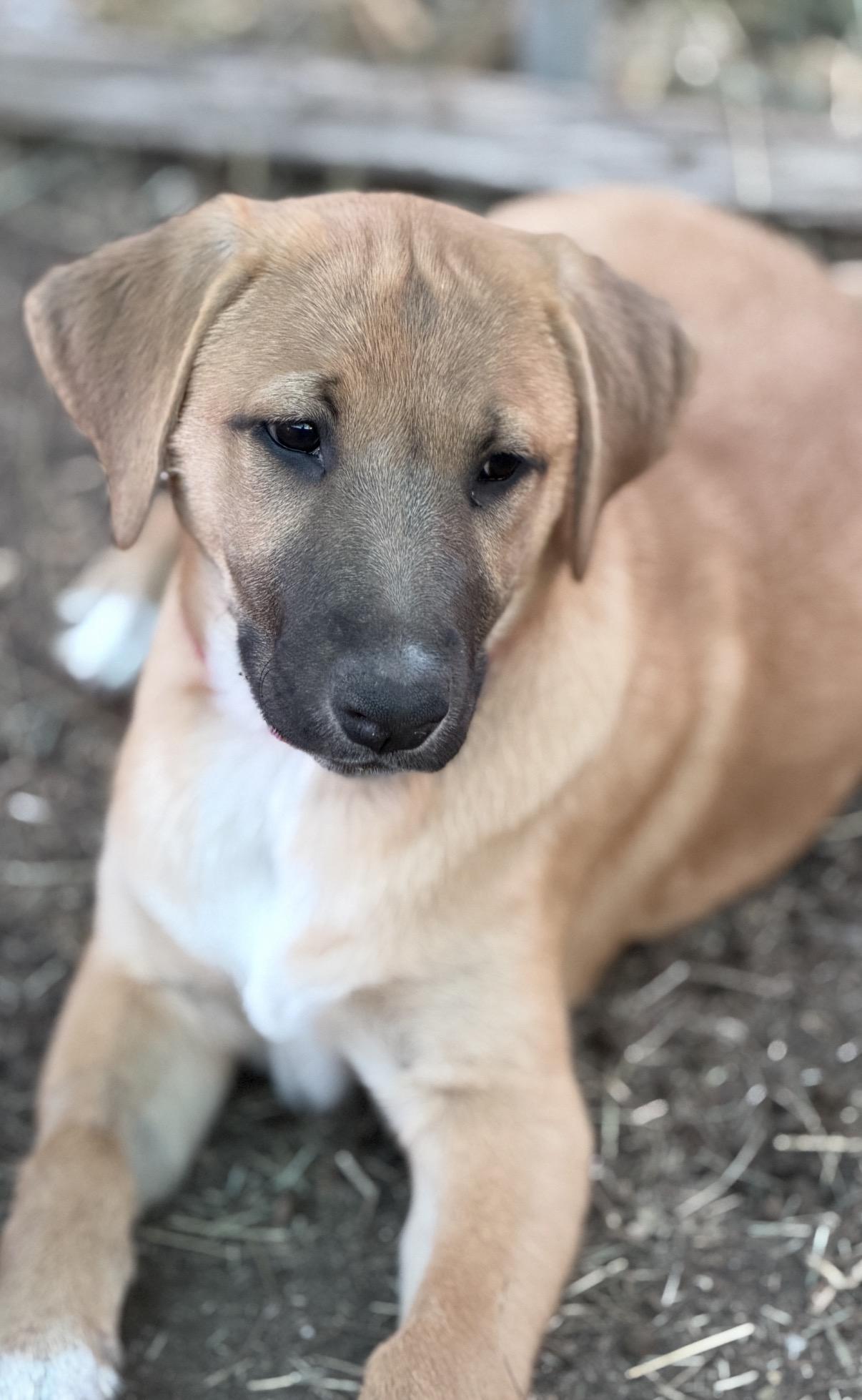 Eliza, a ADOPTABLE mixed breed in Gilbert, AZ image 6/6