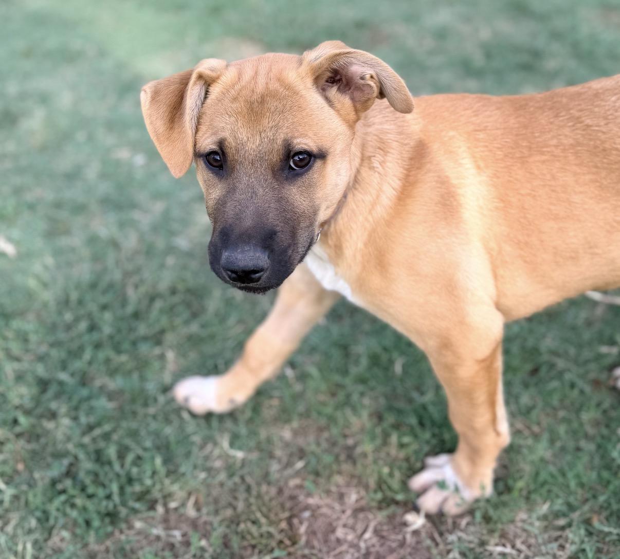 Enlarge Eliza, a ADOPTABLE mixed breed in Gilbert, AZ image 1/3