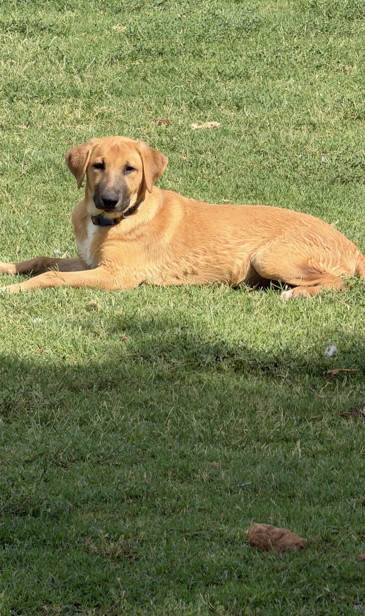 Enlarge Eliza, a ADOPTABLE mixed breed in Gilbert, AZ image 4/6