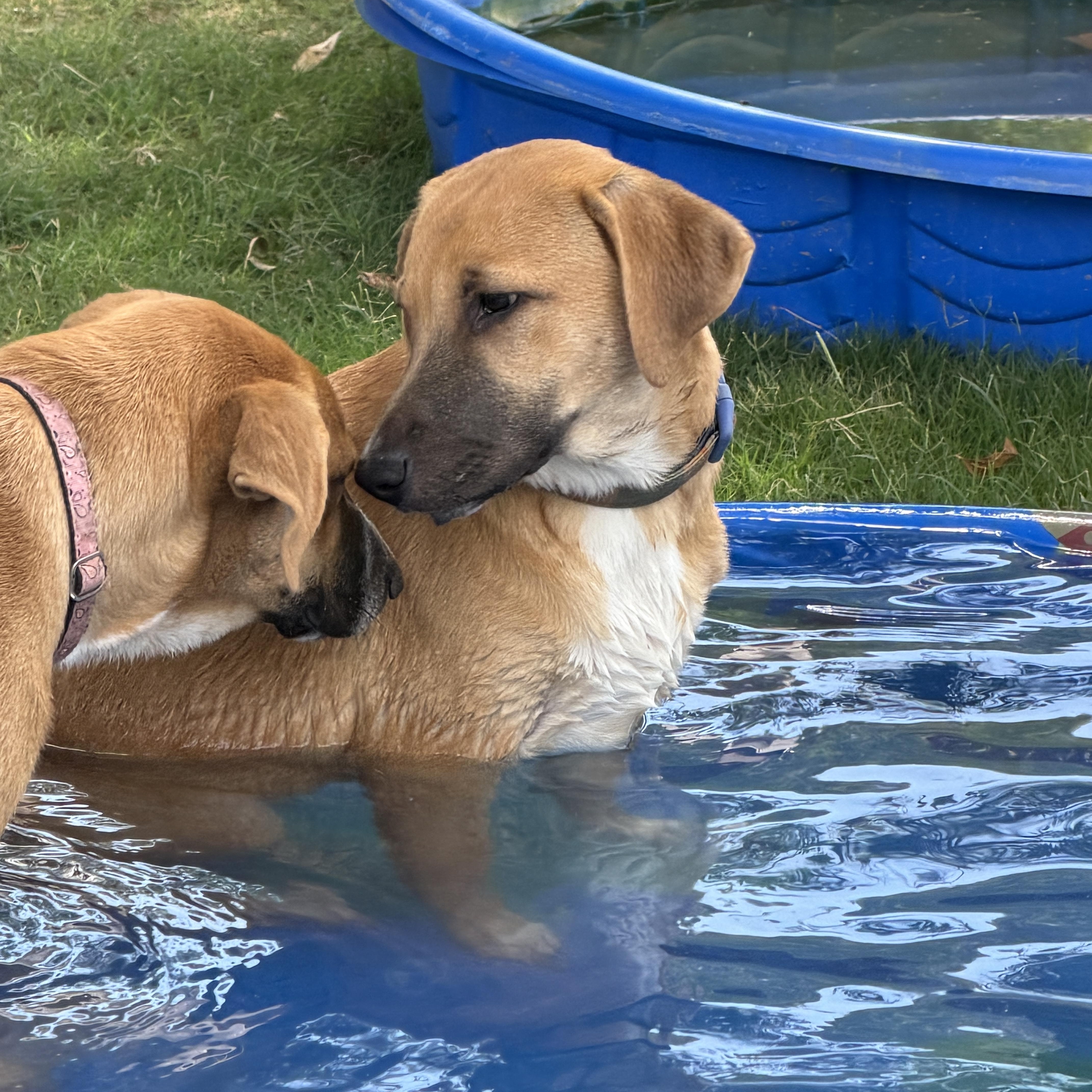 Enlarge Eliza, a ADOPTABLE mixed breed in Gilbert, AZ image 5/6