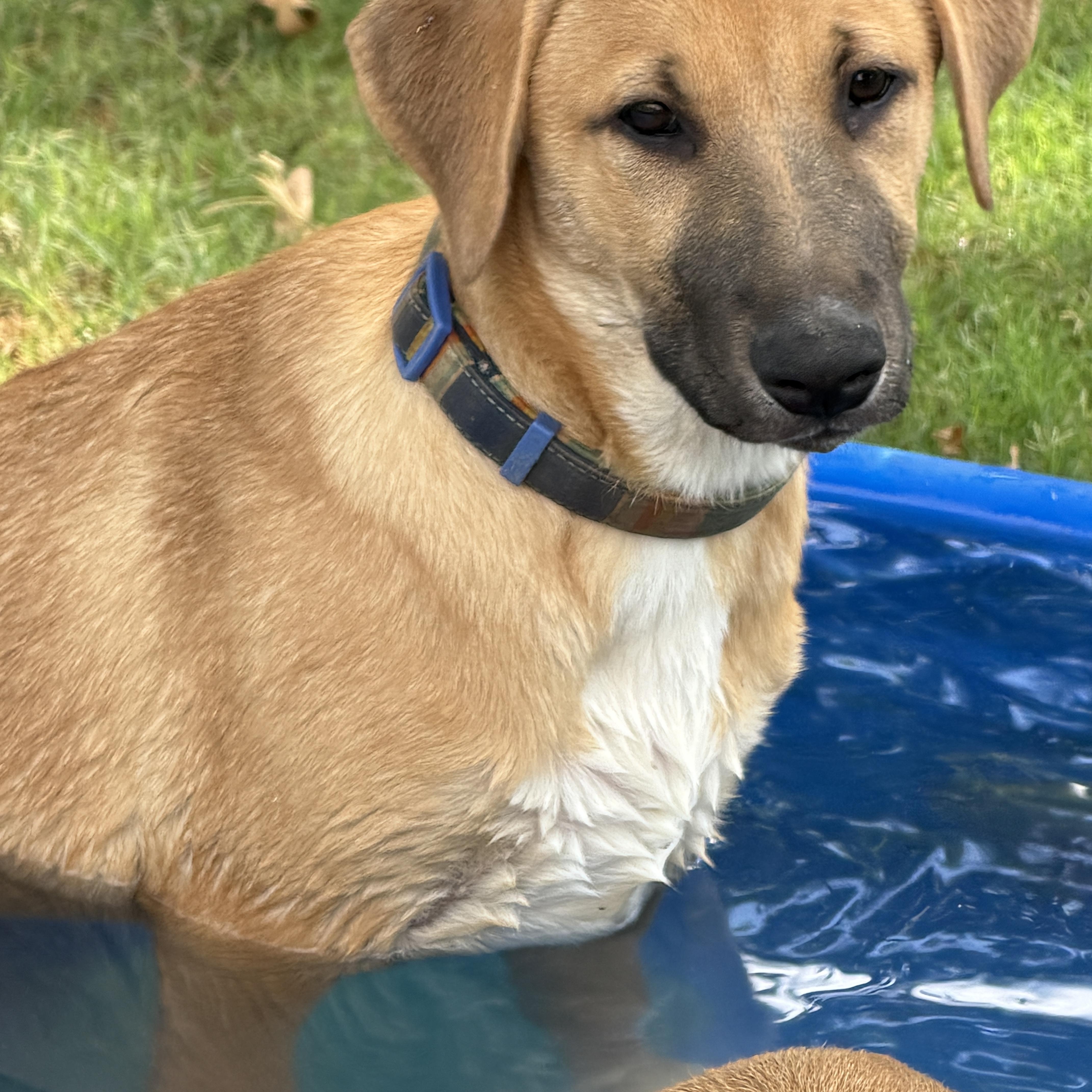 Eliza, ADOPTABLE, Puppy Female Black Mouth Cur & Labrador Retriever.