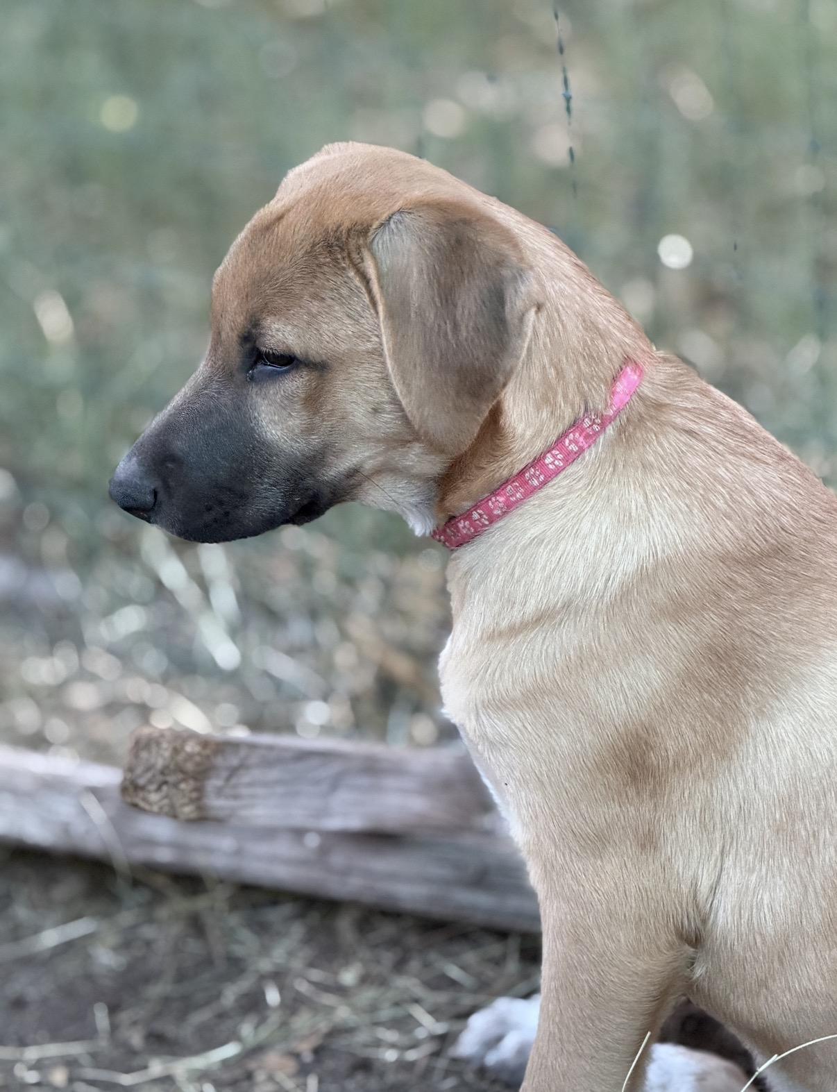 Eliza, a ADOPTABLE mixed breed in Gilbert, AZ image 5/6