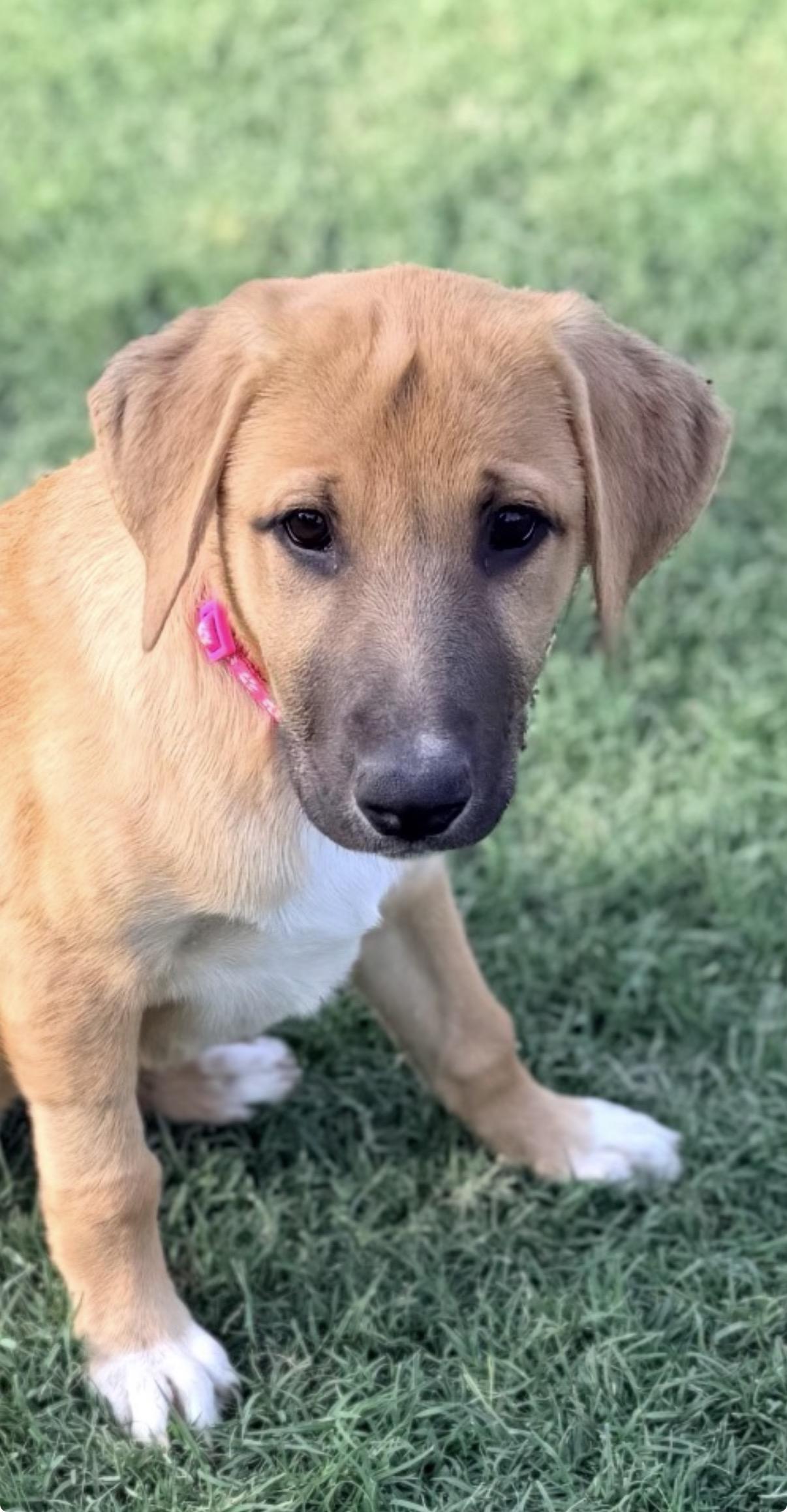 Enlarge Eliza, a ADOPTABLE mixed breed in Gilbert, AZ image 3/3