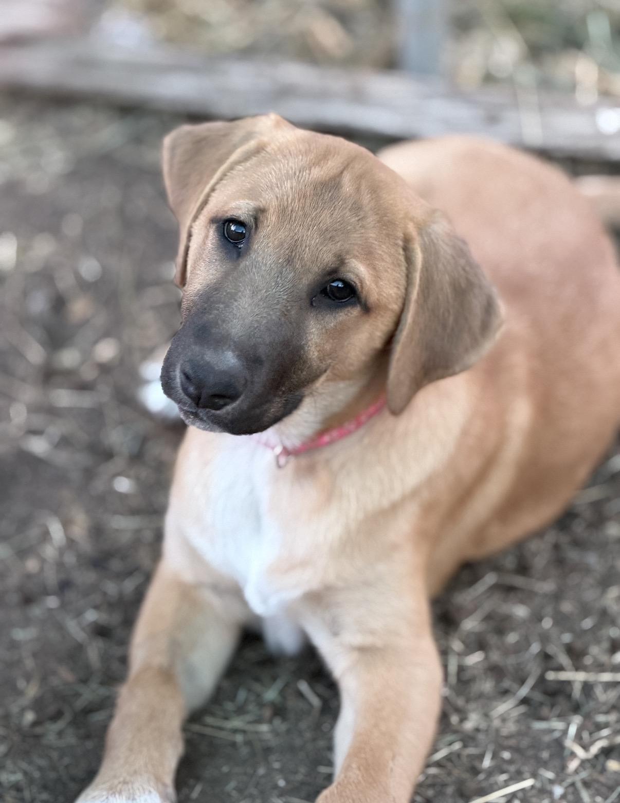 Eliza, ADOPTABLE, Puppy Female Black Mouth Cur & Labrador Retriever.
