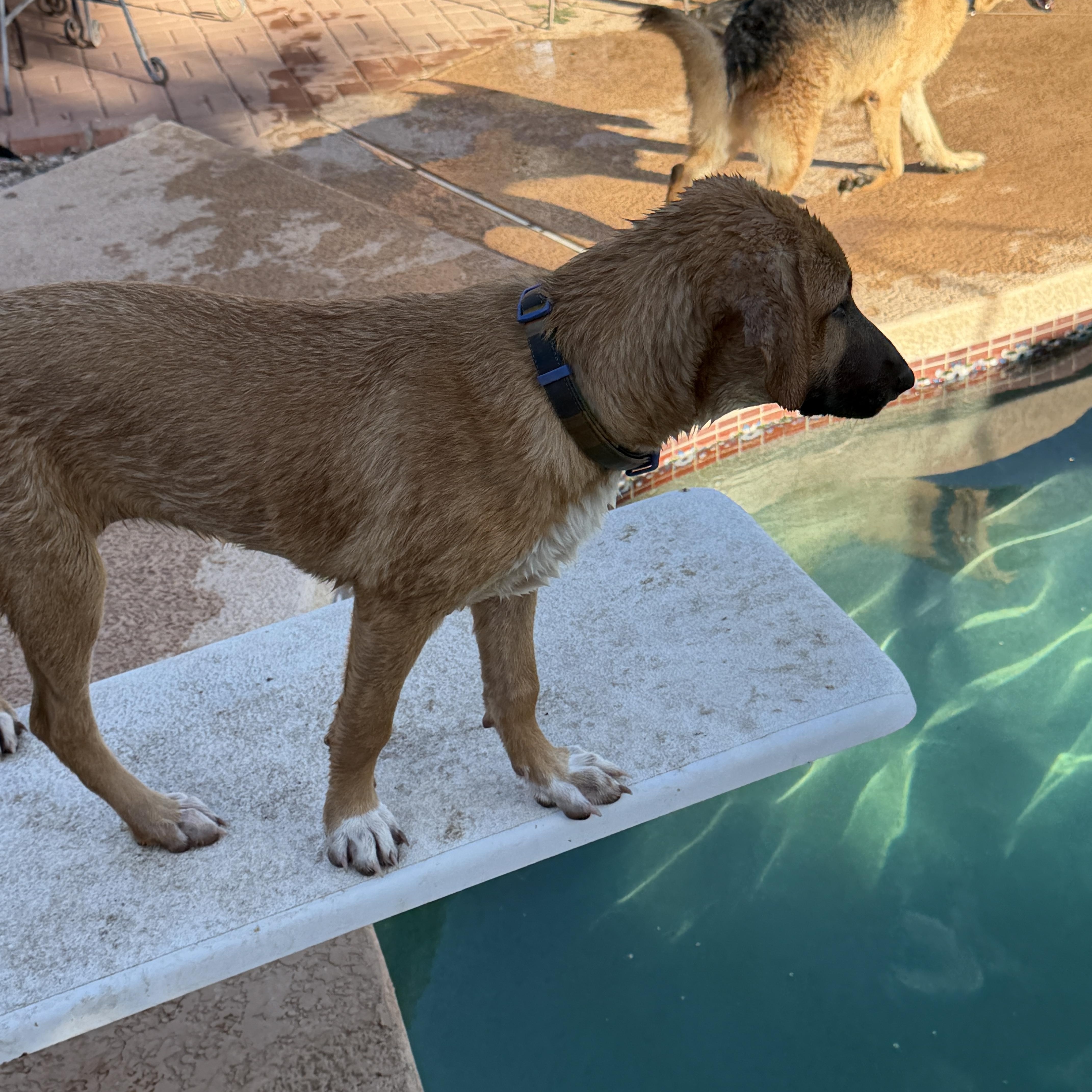 Enlarge Eliza, a ADOPTABLE mixed breed in Gilbert, AZ image 3/6