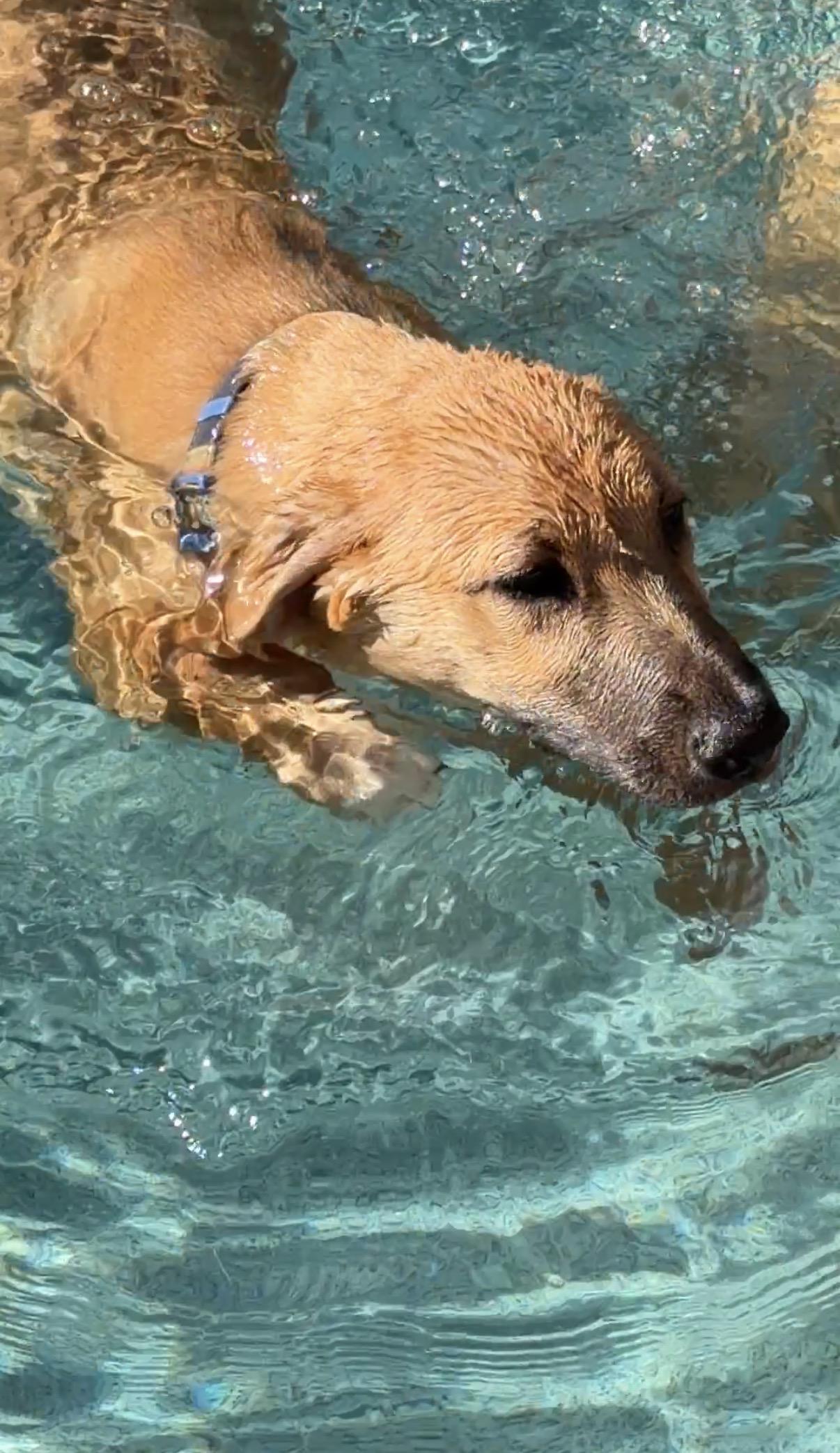 Enlarge Eliza, a ADOPTABLE mixed breed in Gilbert, AZ image 6/6