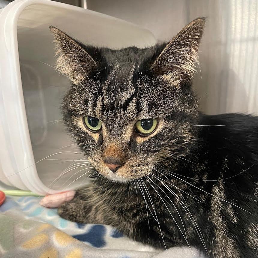 Jack, Adoptable, Adult Male Domestic Short Hair.