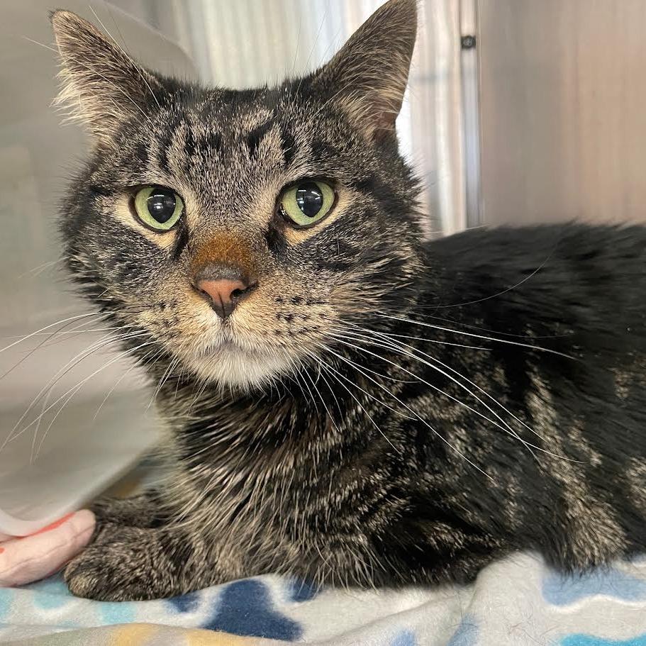Jack, a Adoptable Domestic Short Hair in Manhattan, KS image 2/3
