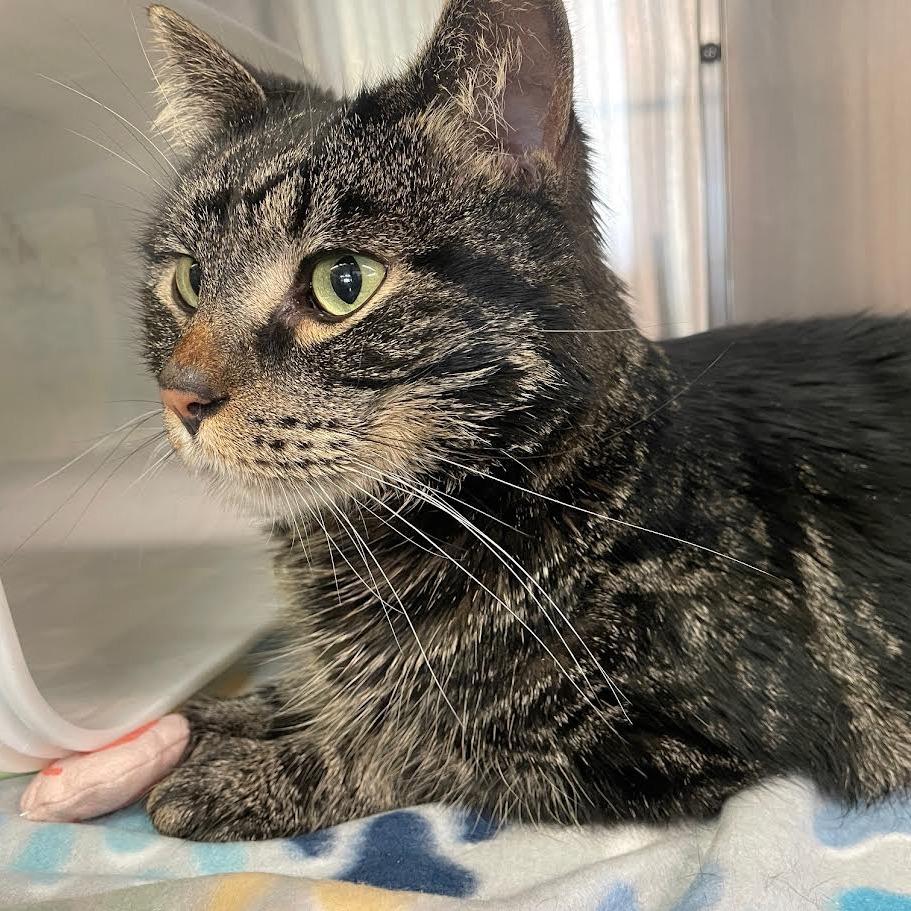Jack, a Adoptable Domestic Short Hair in Manhattan, KS image 3/3