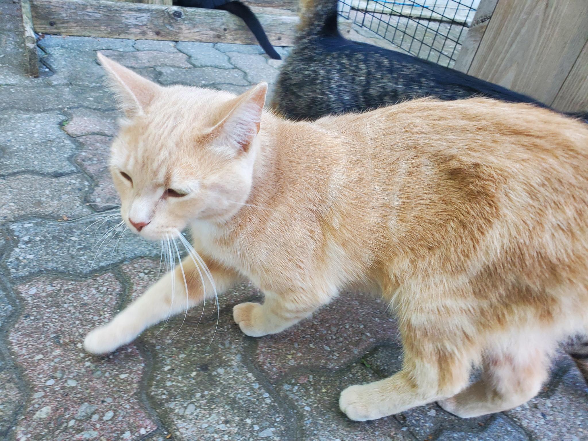 Enlarge Umbrella & Umpire (Bonded pair), a ADOPTABLE Domestic Short Hair in Waterdown, ON image 5/5