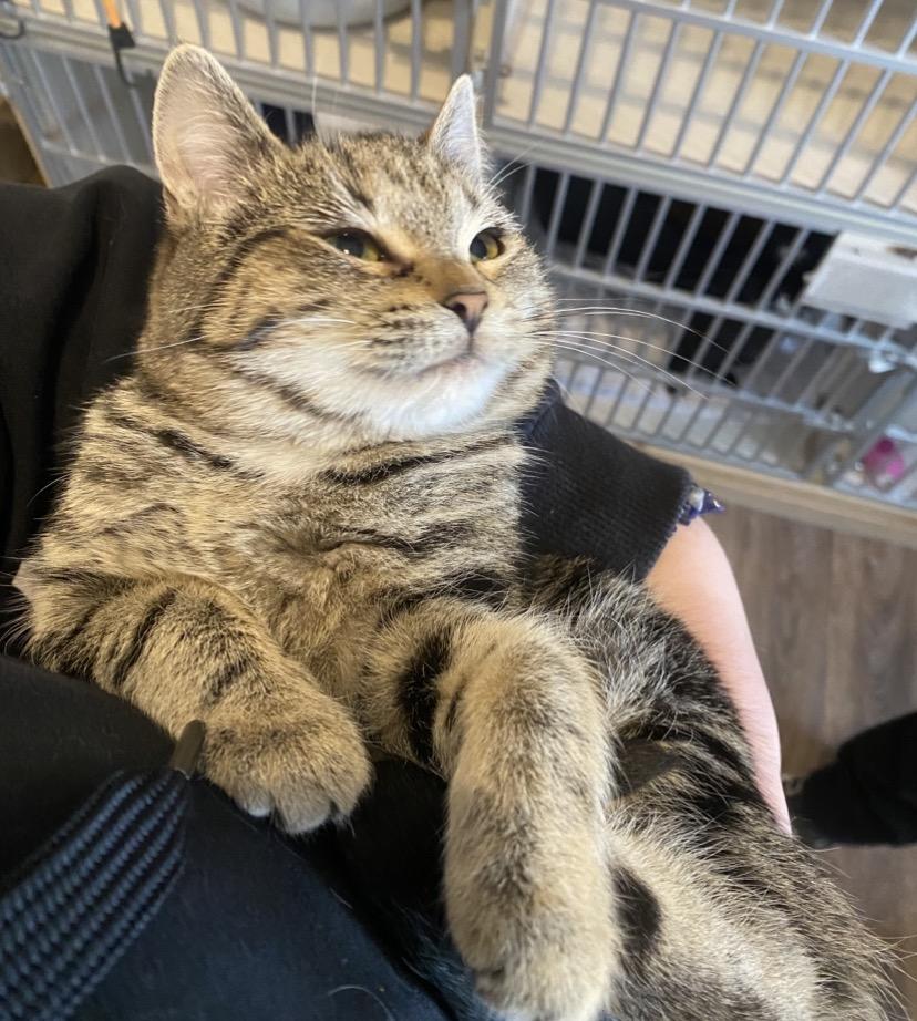 U Kittens, ADOPTABLE, Young Female Domestic Short Hair.