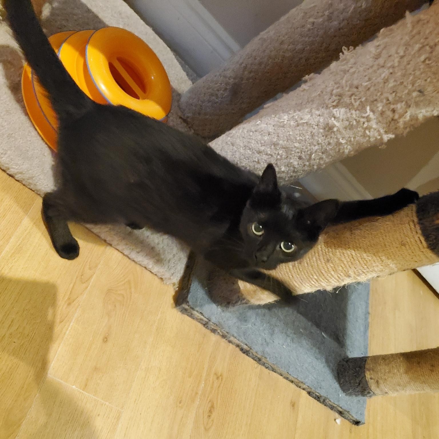 Enlarge Umbrella & Umpire (Bonded pair), a ADOPTABLE Domestic Short Hair in Waterdown, ON image 3/5