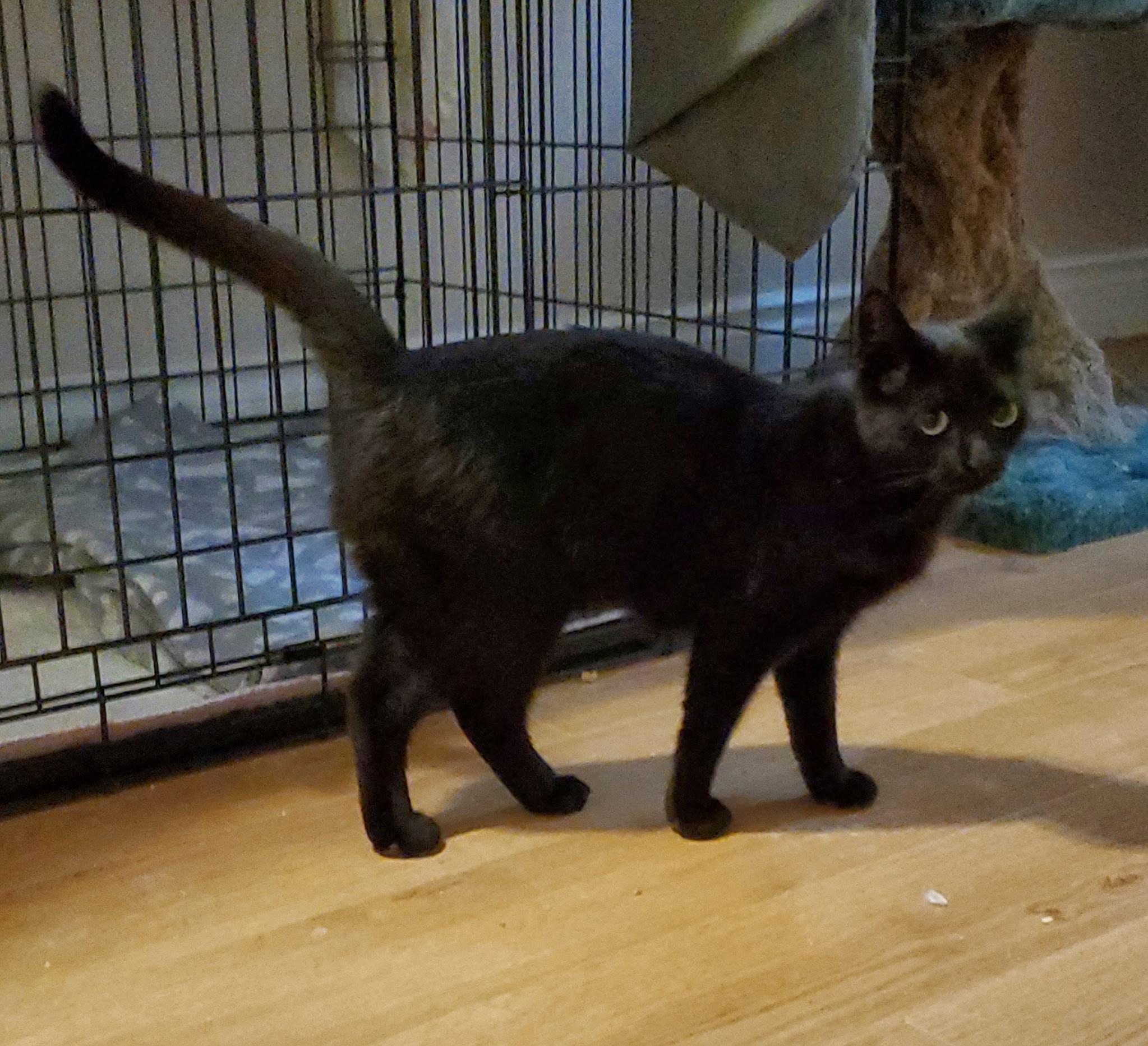 Enlarge Umbrella & Umpire (Bonded pair), a ADOPTABLE Domestic Short Hair in Waterdown, ON image 2/5