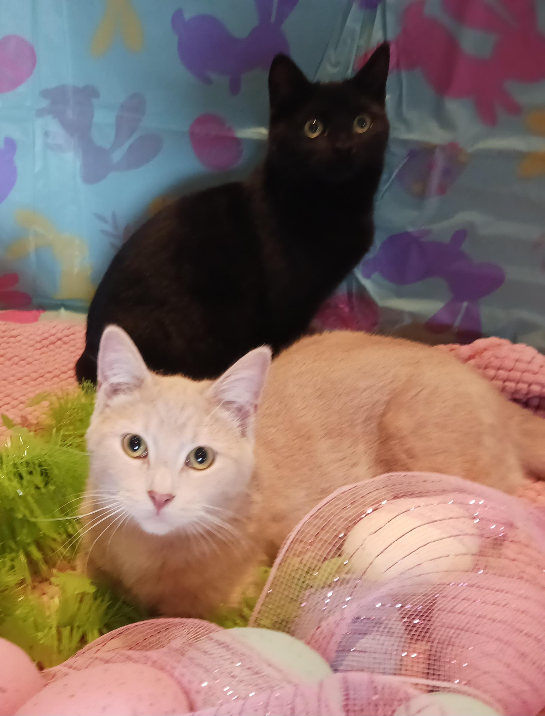 U Kittens, ADOPTABLE, Young Female Domestic Short Hair.