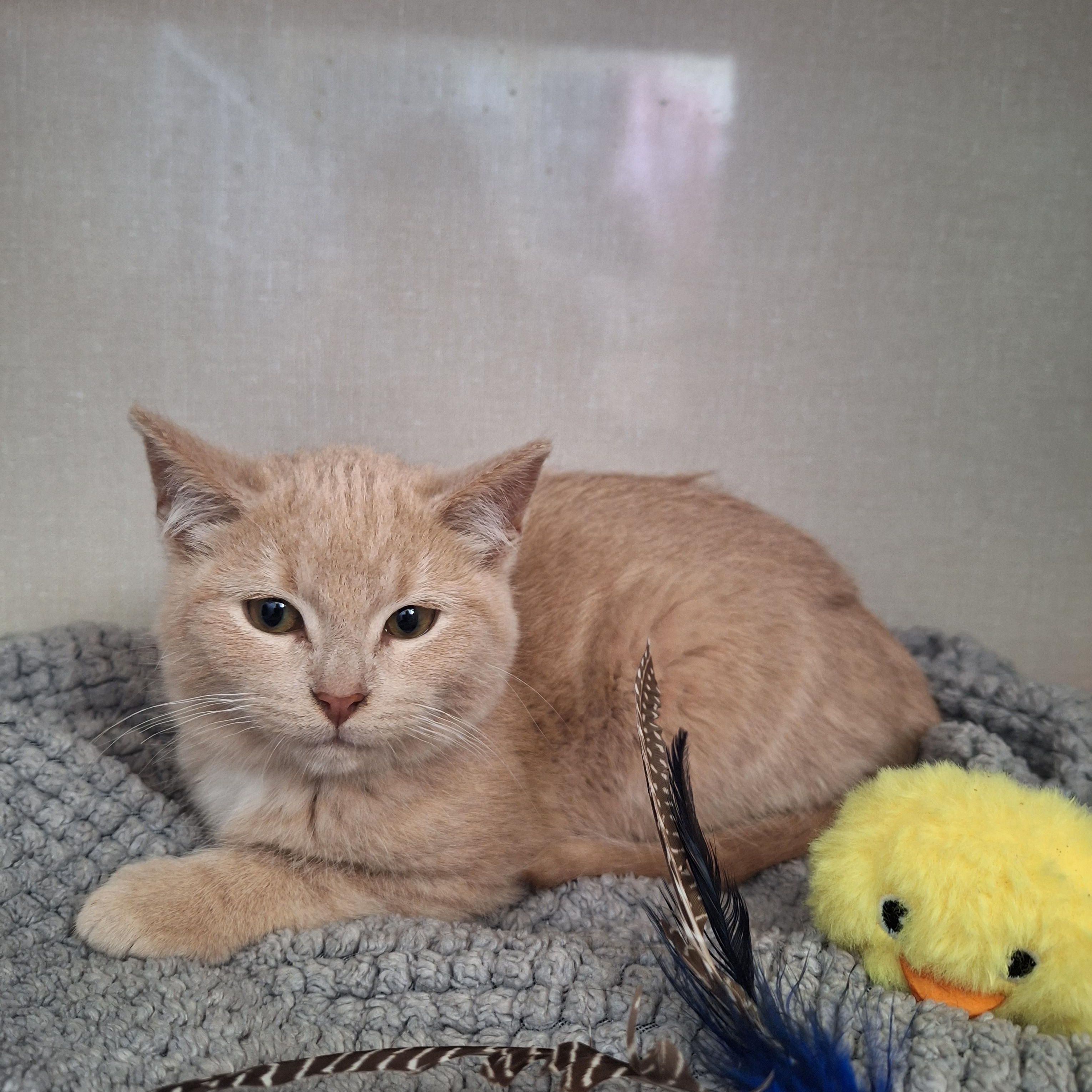 Enlarge U Kittens, a ADOPTABLE Domestic Short Hair in Waterdown, ON image 2/3