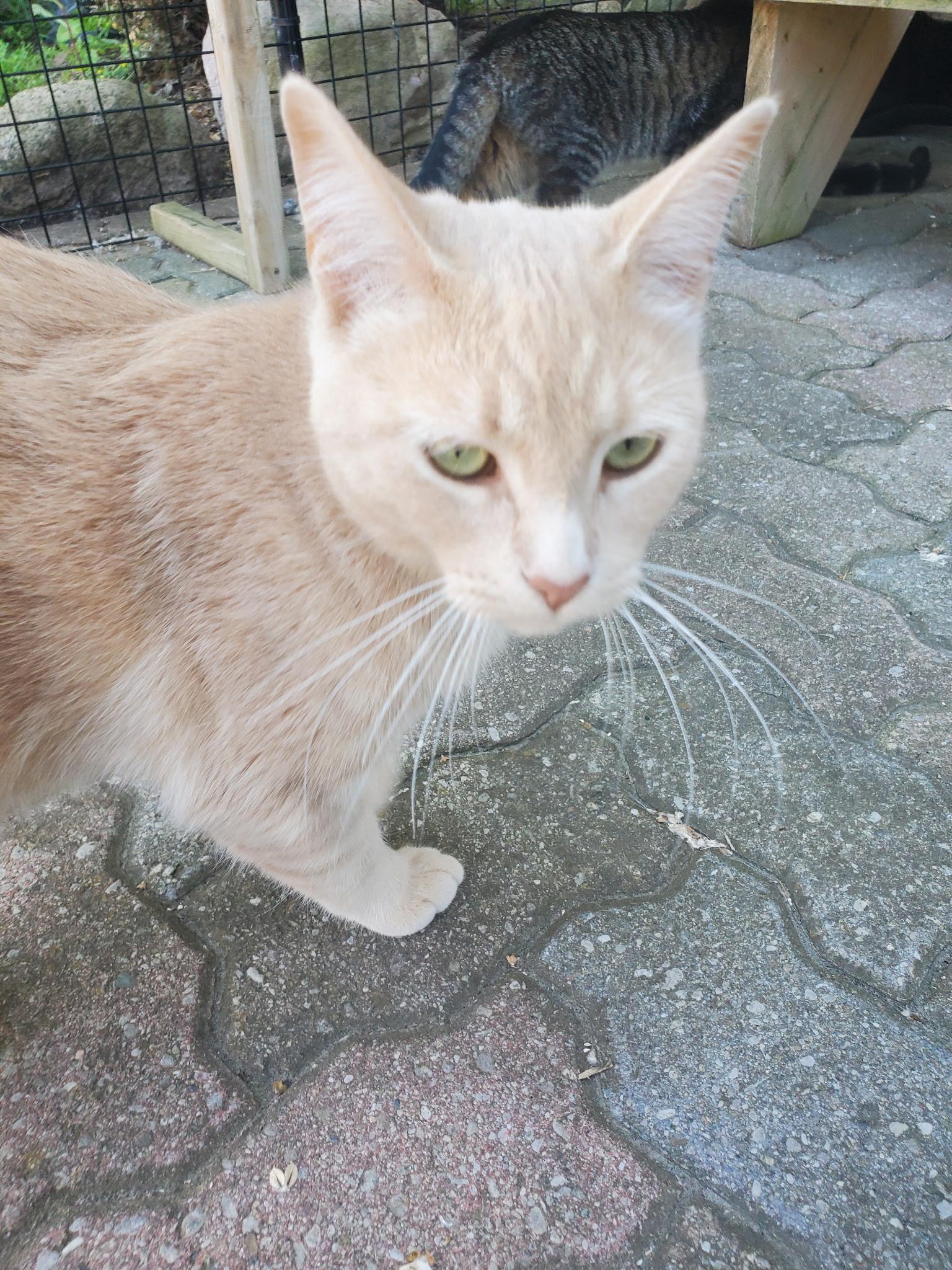 Enlarge Umbrella & Umpire (Bonded pair), a ADOPTABLE Domestic Short Hair in Waterdown, ON image 4/5