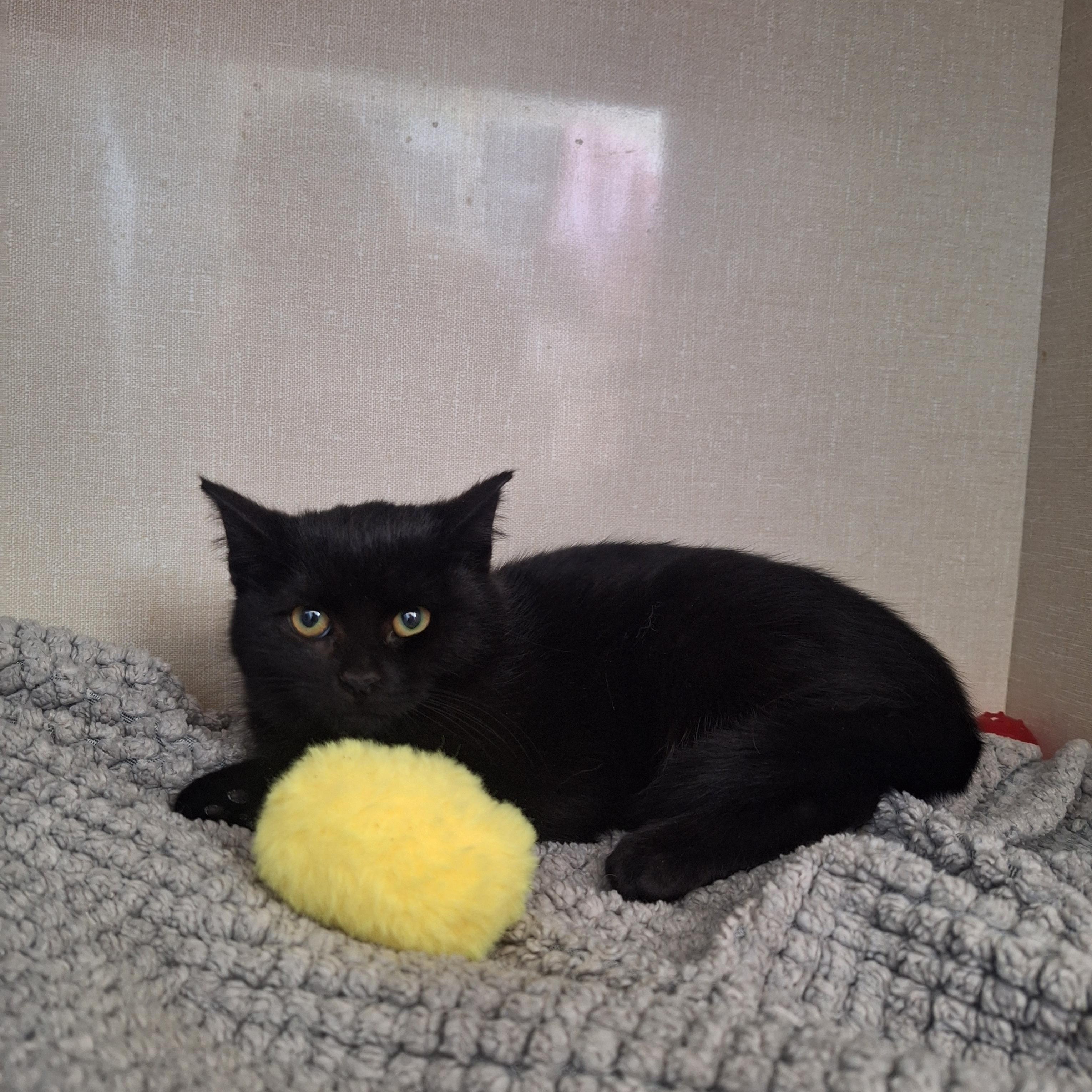 Enlarge U Kittens, a ADOPTABLE Domestic Short Hair in Waterdown, ON image 3/3