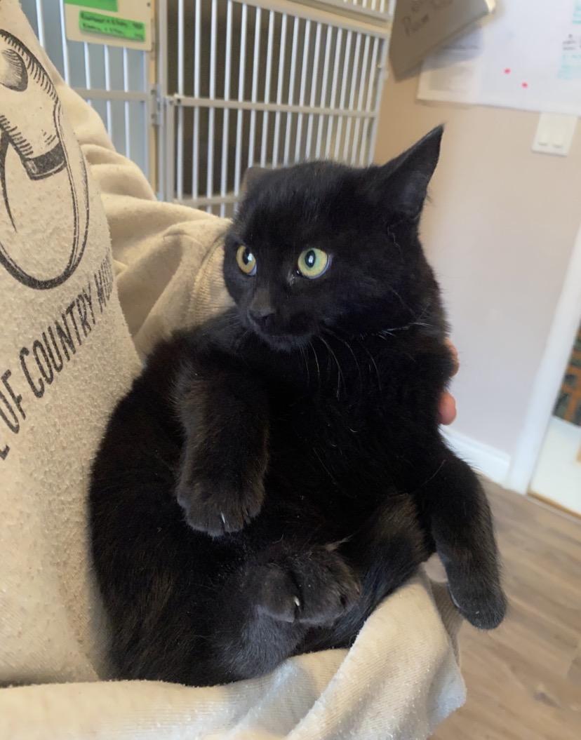 U Kittens, ADOPTABLE, Young Female Domestic Short Hair.