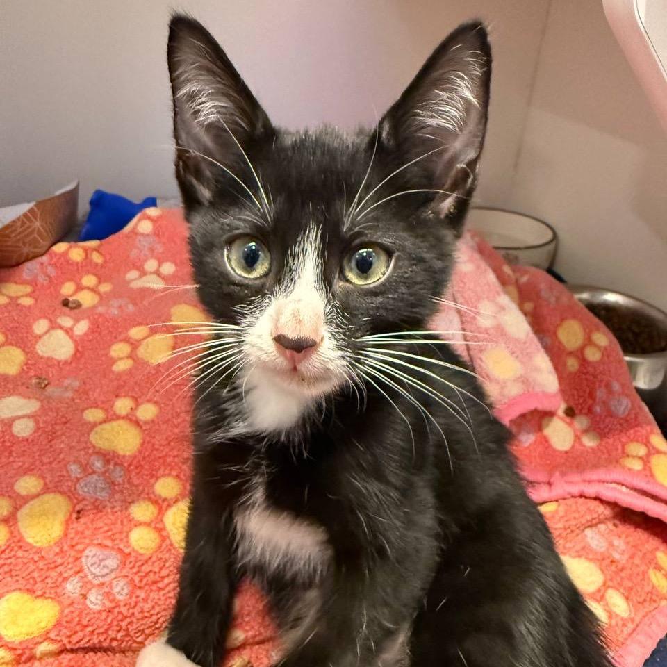 Tongs, Adoptable, Kitten Male Domestic Short Hair.