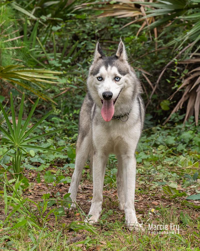 Enlarge Apollo, a ADOPTABLE Siberian Husky in Lake Helen, FL image 1/1