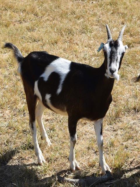 Enlarge JUDY, a Adoptable Goat in Union, MO image 1/1