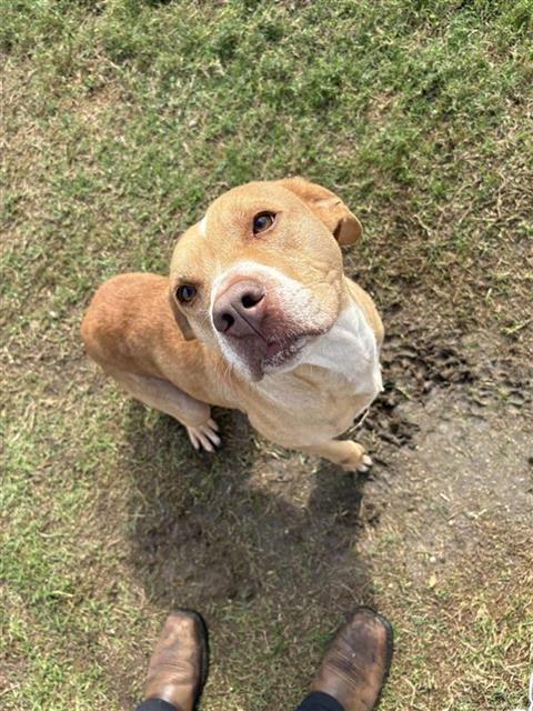 TITAN, Adoptable, Adult Male Pit Bull Terrier & Mixed Breed.