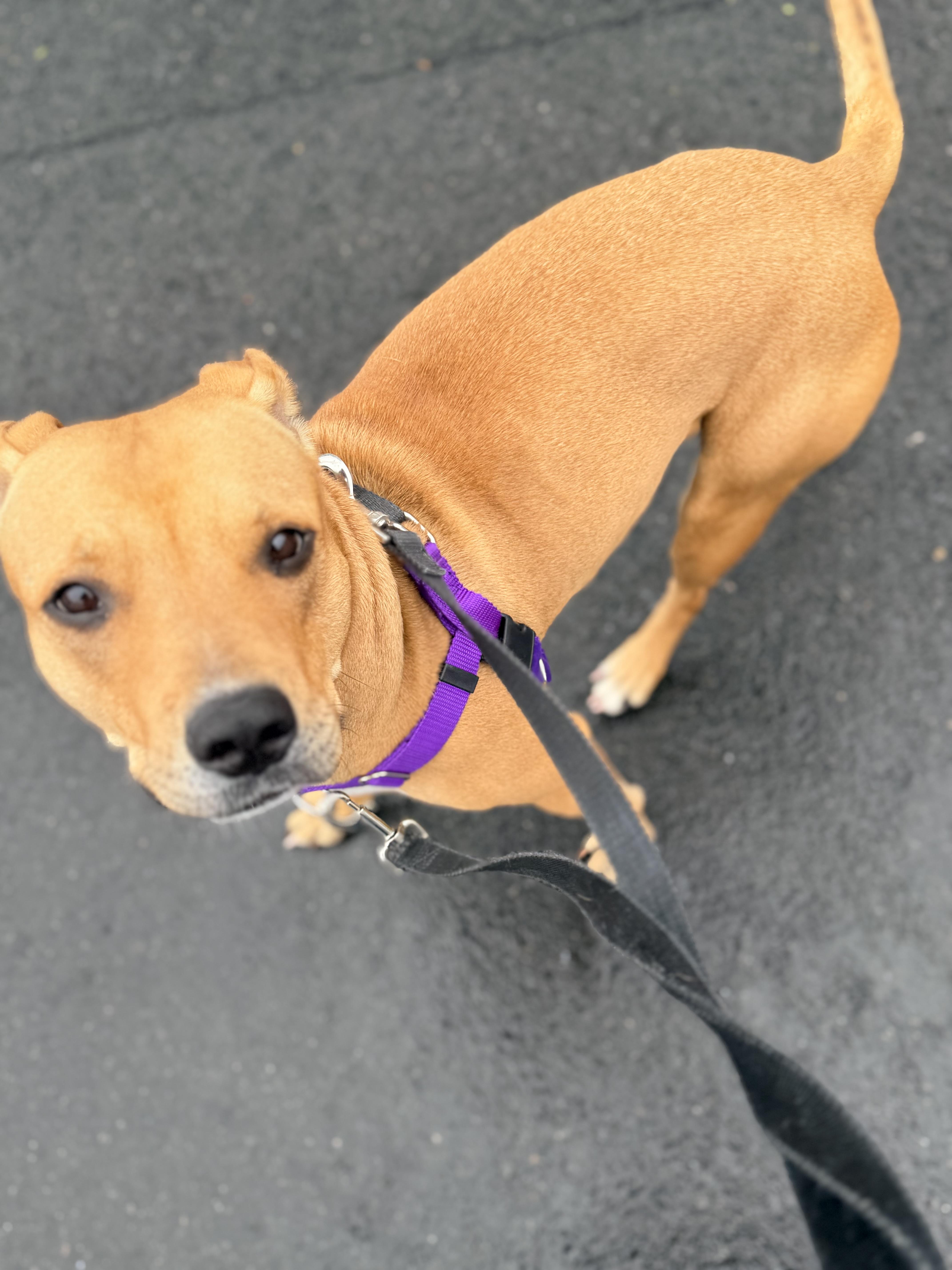 Enlarge Zoe, a Adoptable Mixed Breed in Farmingdale, NY image 2/6