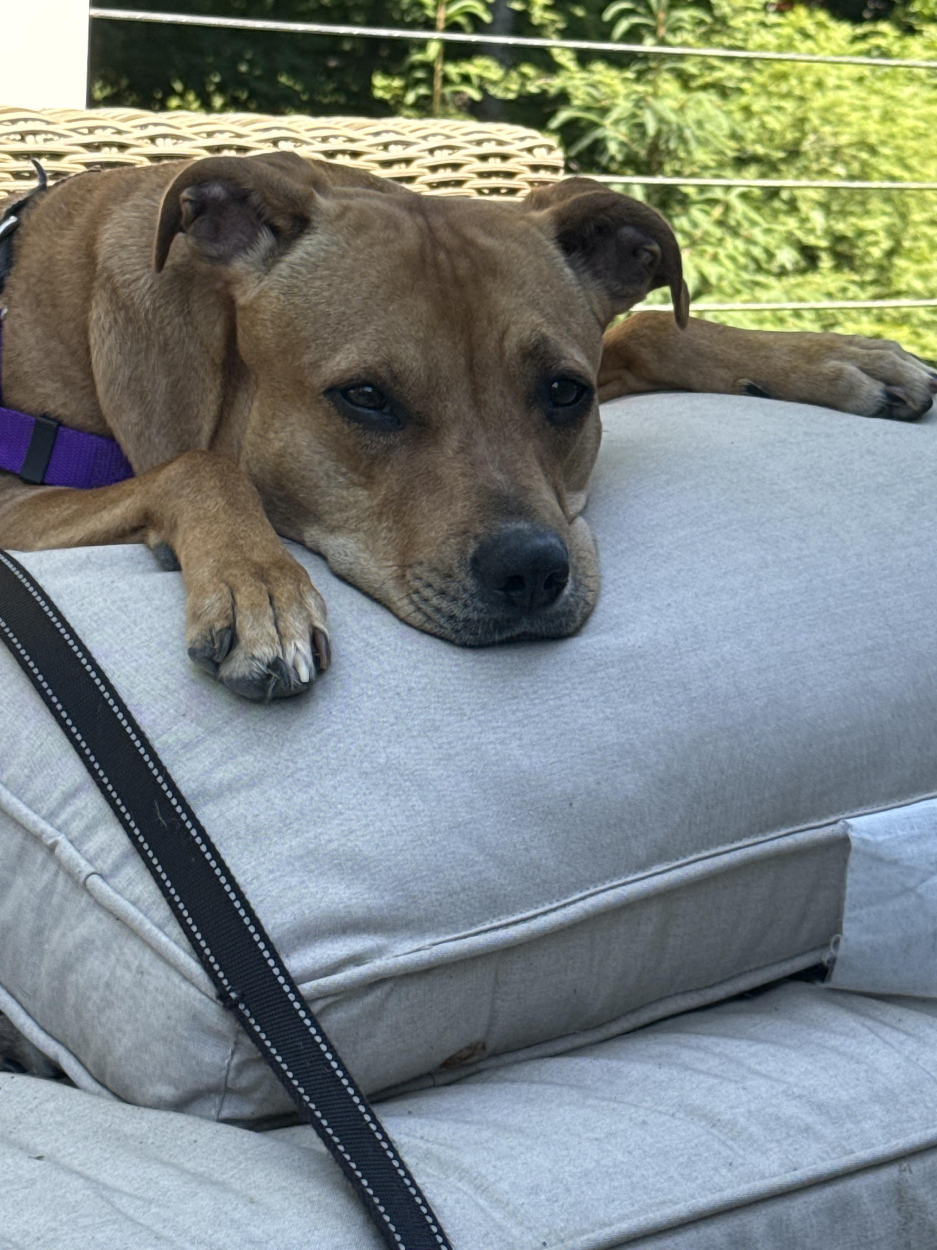 Enlarge Zoe, a Adoptable Mixed Breed in Farmingdale, NY image 6/6