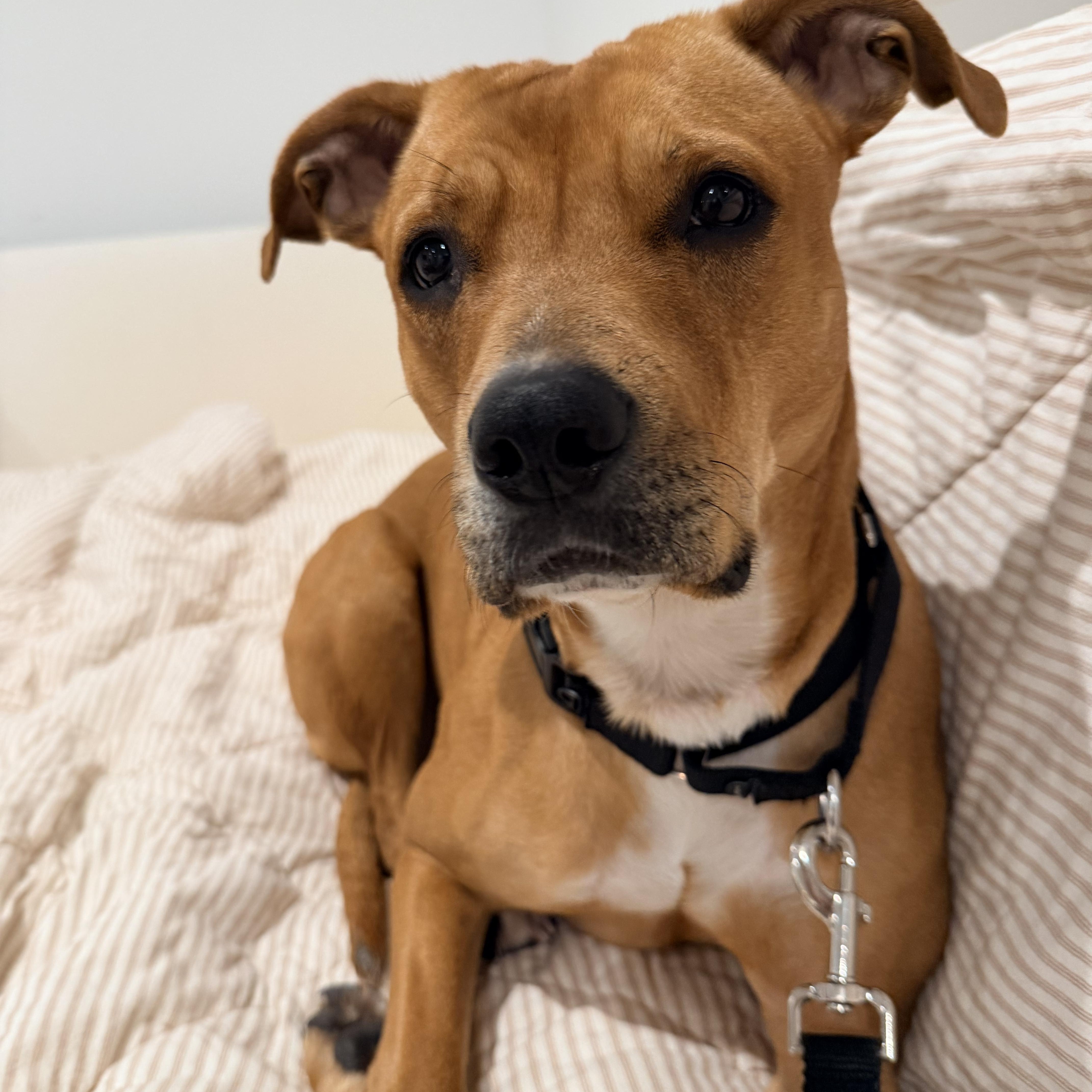 Zoe, Adoptable, Adult Female Mixed Breed.