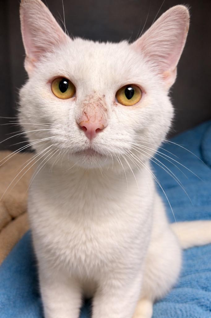 Snowy, Adoptable, Adult Male Domestic Short Hair.
