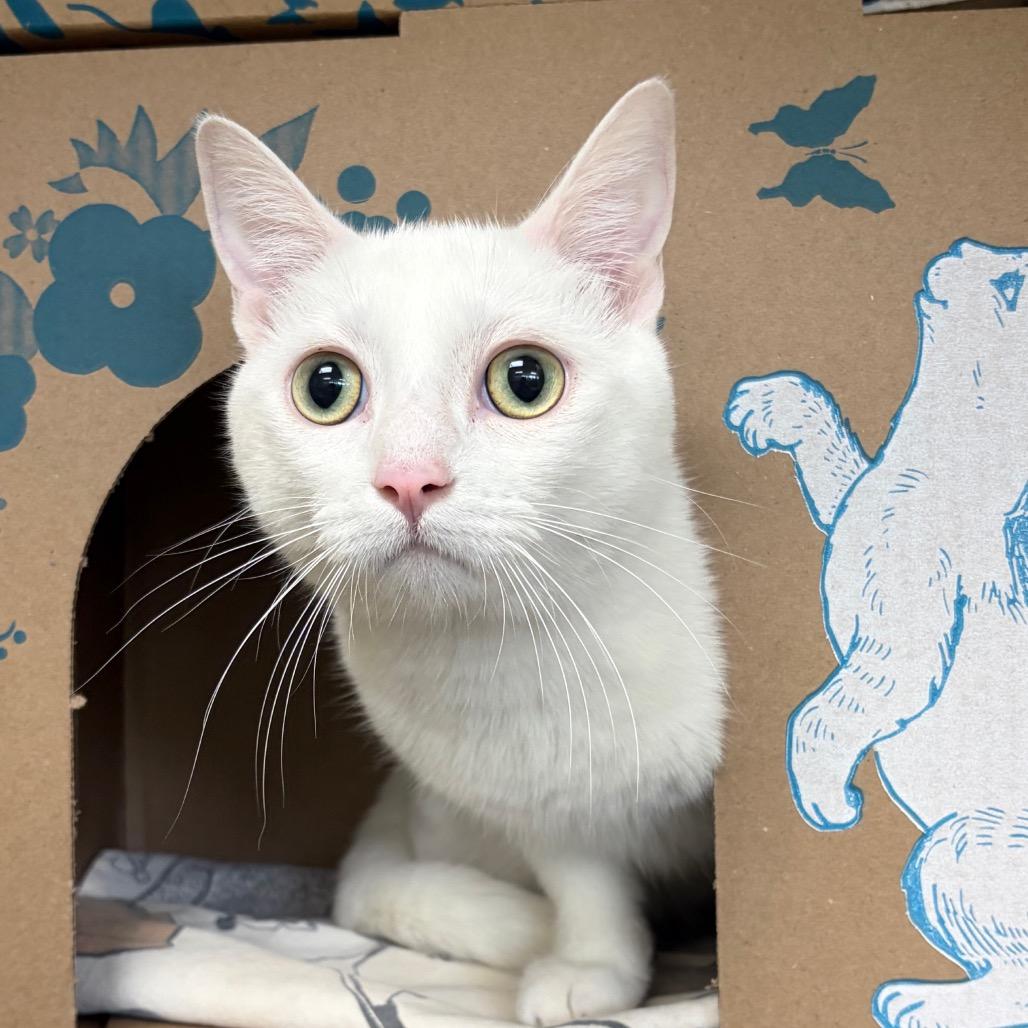 Enlarge Giorgio (Holland Cat Cove), a Adoptable Domestic Short Hair in West Olive, MI image 1/2