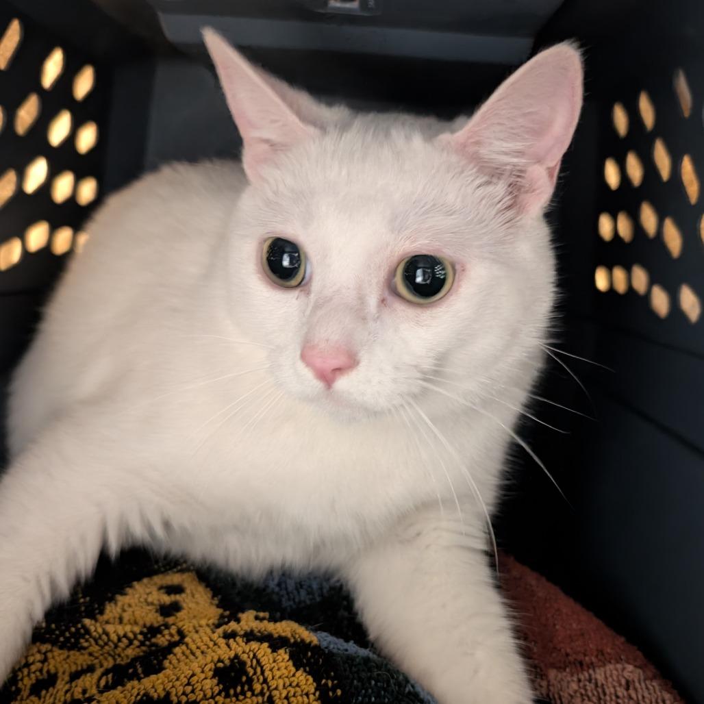 Enlarge Giorgio (Holland Cat Cove), a Adoptable Domestic Short Hair in West Olive, MI image 2/2