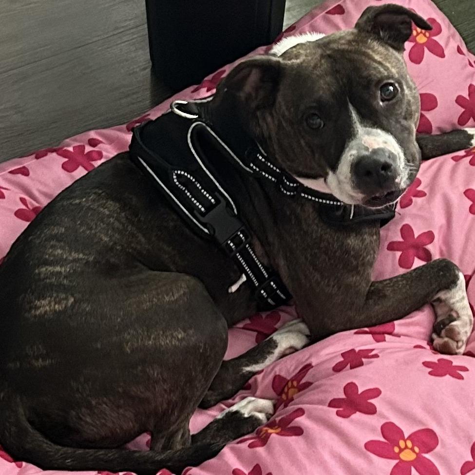 Mercedes, a Adoptable Mixed Breed in Gainesville, FL image 1/6