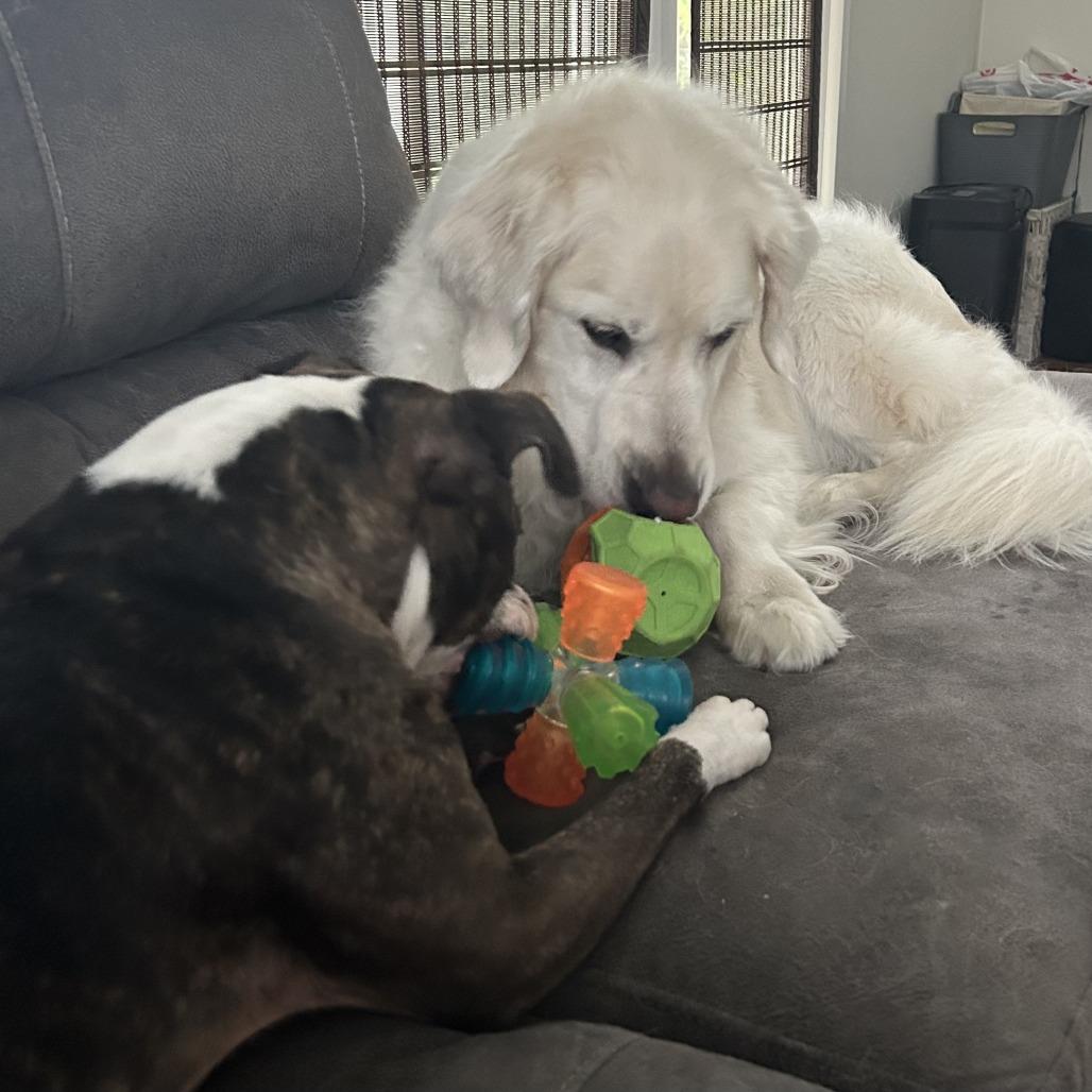 Mercedes, a Adoptable Mixed Breed in Gainesville, FL image 2/6