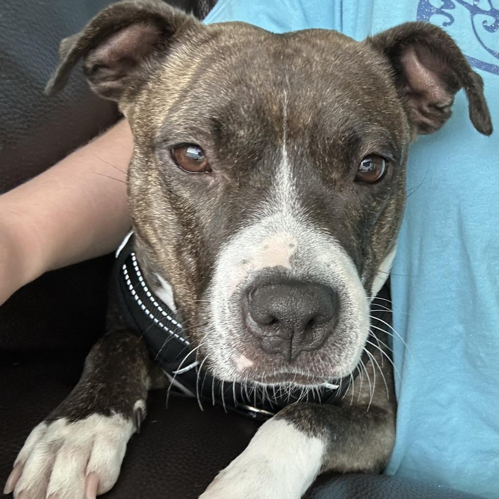 Mercedes, a Adoptable Mixed Breed in Gainesville, FL image 3/6