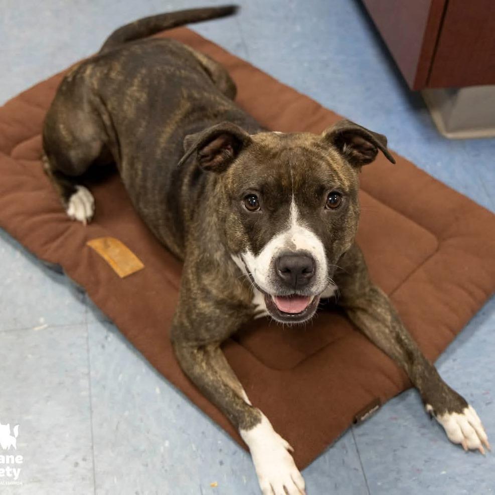 Mercedes, a Adoptable Mixed Breed in Gainesville, FL image 4/6