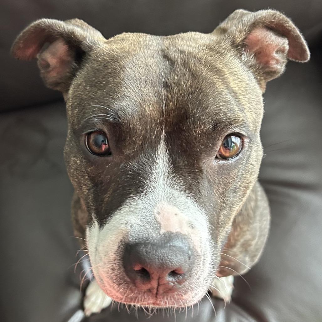 Mercedes, a Adoptable Mixed Breed in Gainesville, FL image 5/6