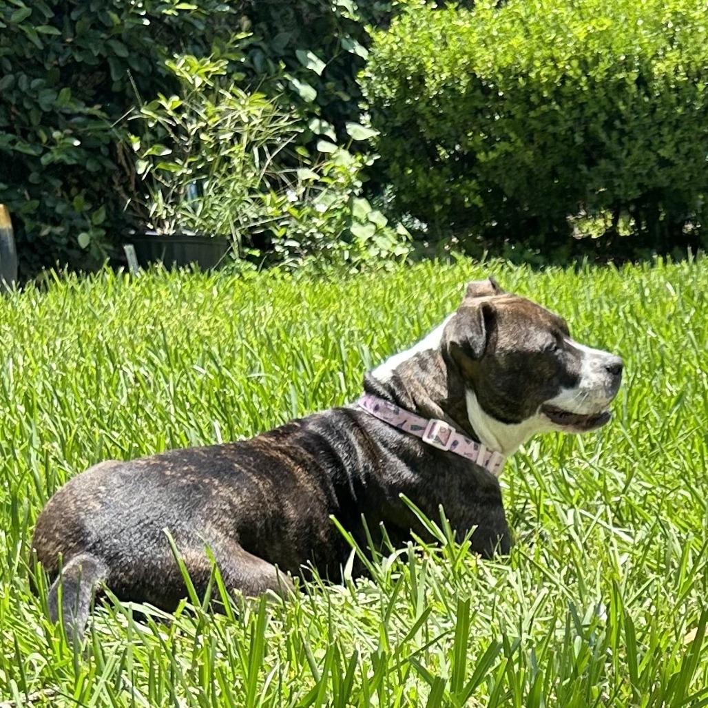 Mercedes, a Adoptable Mixed Breed in Gainesville, FL image 6/6