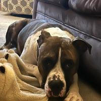 Ollie, Adoptable, Adult Male Mixed Breed.