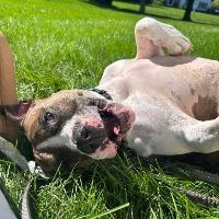 Enlarge Ollie, a Adoptable mixed breed in Albany, NY image 3/3