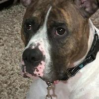Enlarge Ollie, a Adoptable mixed breed in Albany, NY image 2/3