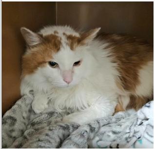 Otis, Adoptable, Adult Male Domestic Long Hair.