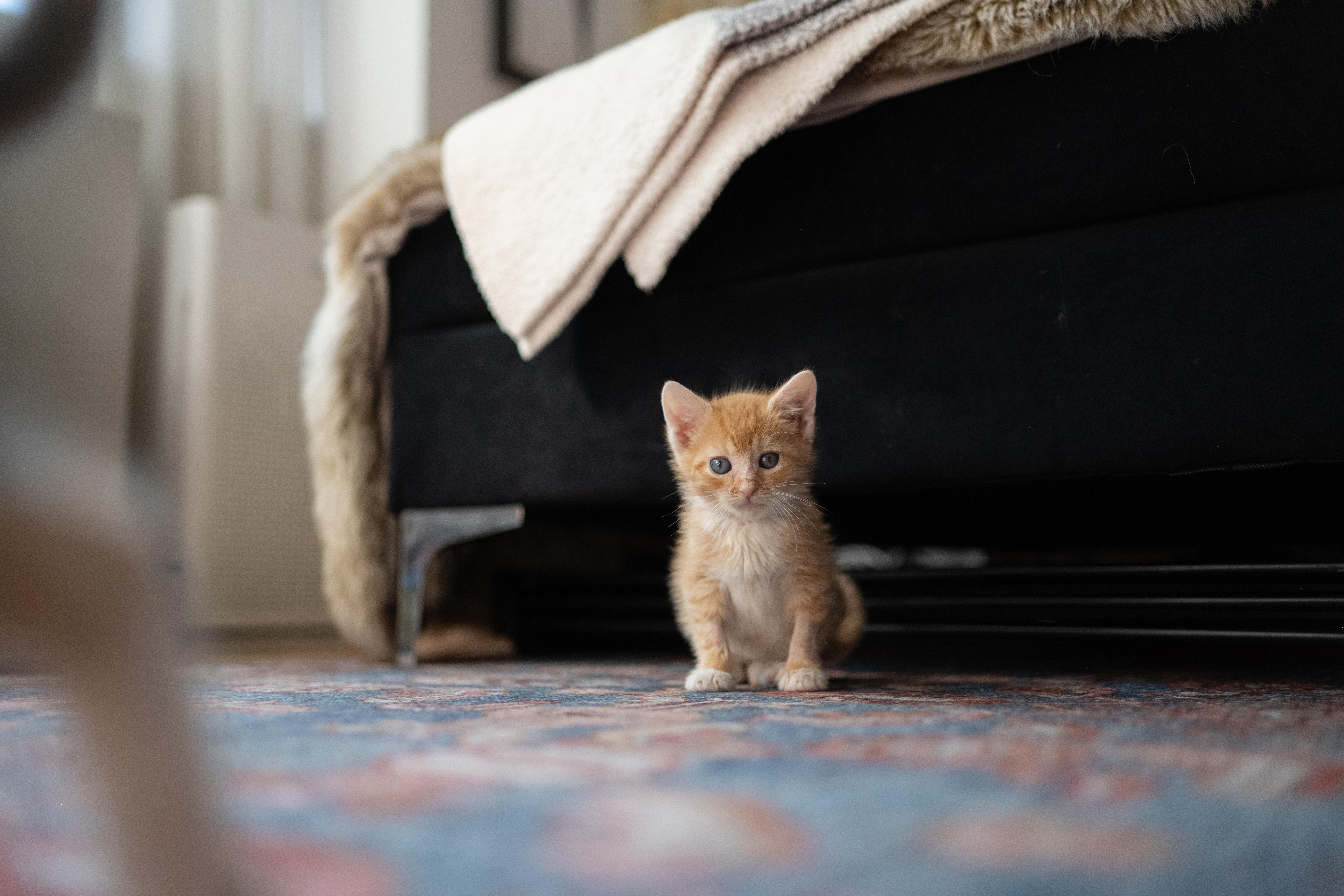 Enlarge Sammie and Stevie, a ADOPTABLE Domestic Short Hair in Brooklyn, NY image 2/6