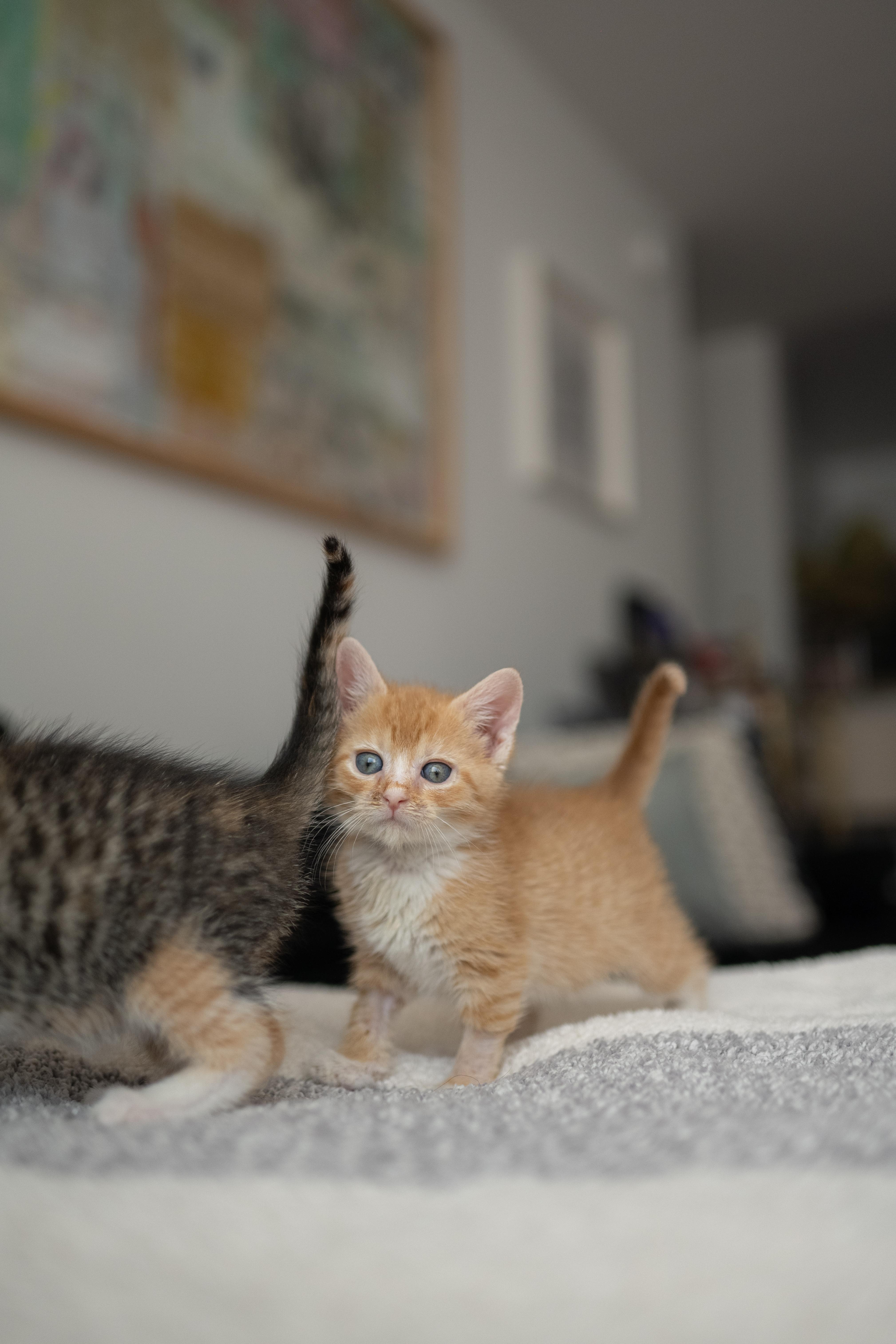 Enlarge Sammie and Stevie, a ADOPTABLE Domestic Short Hair in Brooklyn, NY image 5/6