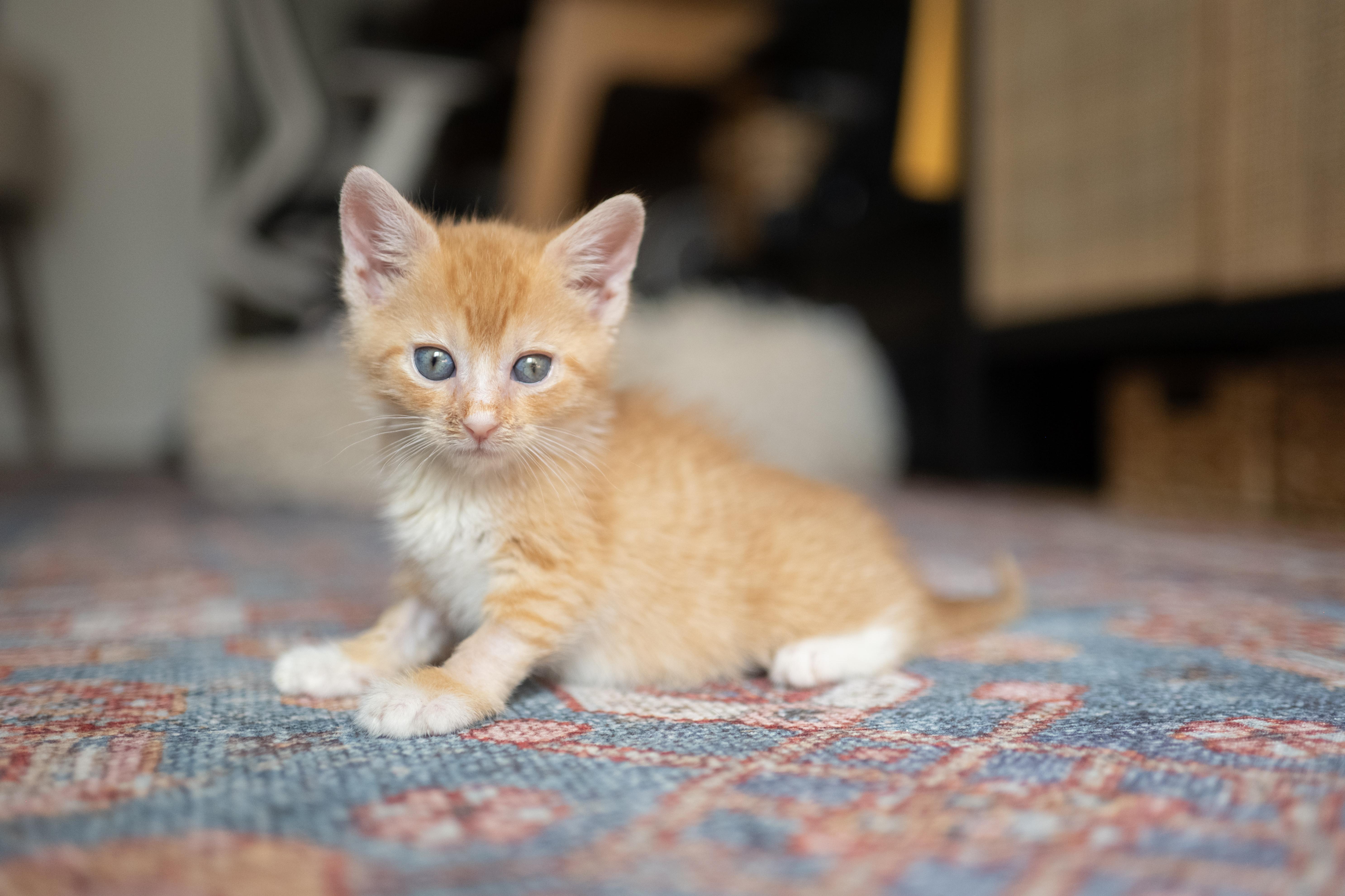 Enlarge Sammie and Stevie, a ADOPTABLE Domestic Short Hair in Brooklyn, NY image 6/6