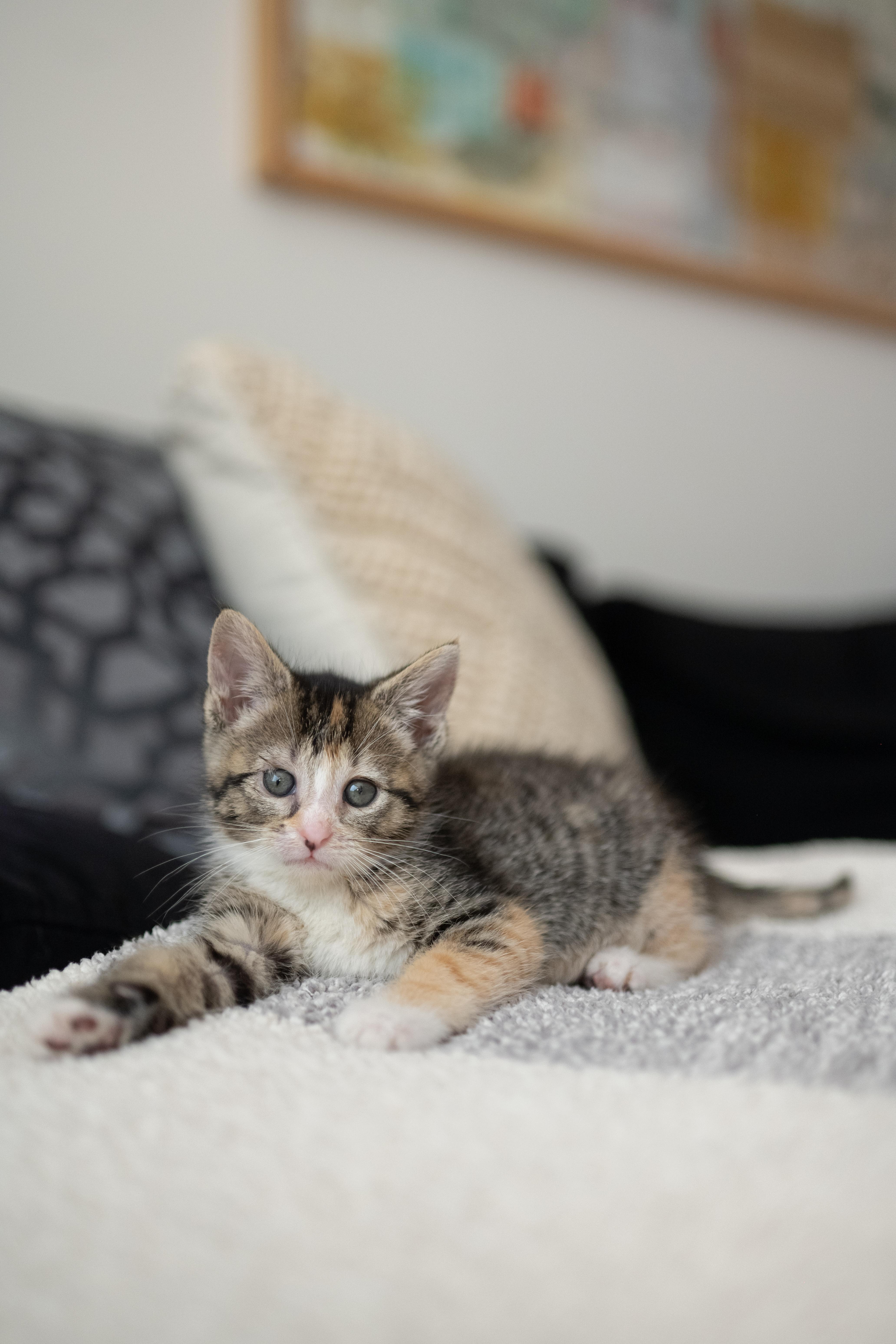 Enlarge Sammie and Stevie, a ADOPTABLE Domestic Short Hair in Brooklyn, NY image 4/6